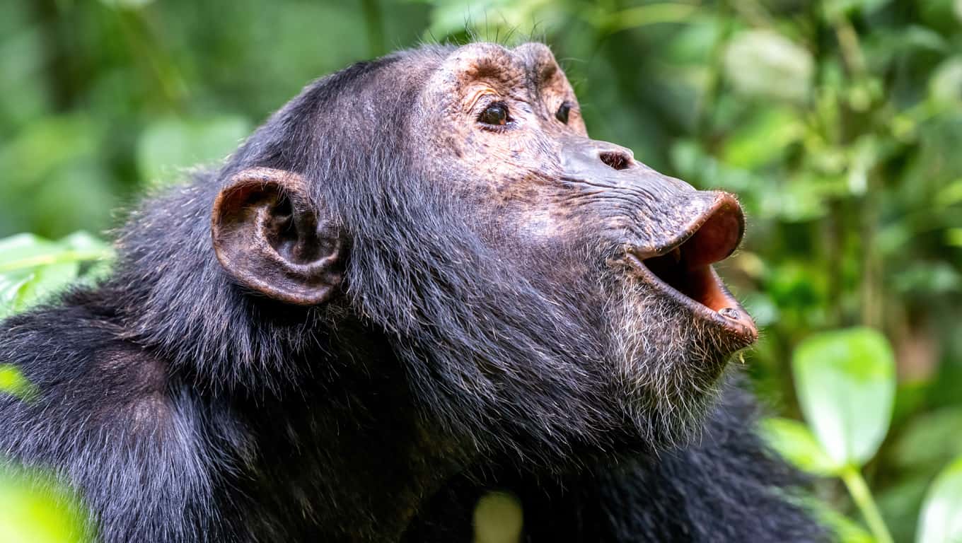 Chimpanzee